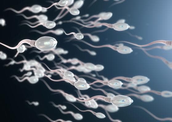 Die Spermienzahl wird mit einer speziellen Zählkammer unterm Mikroskop bestimmt. Bei rund 17 Prozent der jungen Schweizer liegt die Konzentration an Samenzellen unter der Norm. (Bild: Getty)