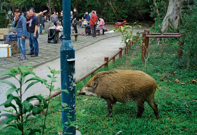 In einem Park in Hongkong kommt ein Wildschwein bei seiner Suche nach Nahrung den Menschen bedrohlich nahe. (Vincent Yu/AP)