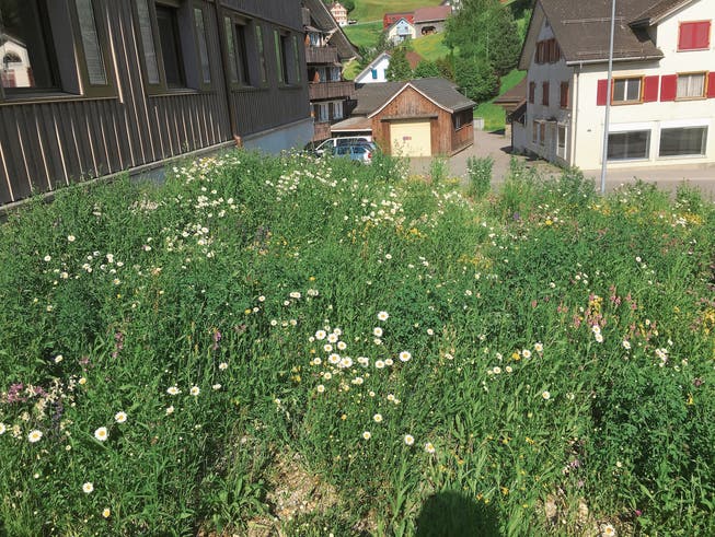 Neben dem Gemeindehaus in Nesslau blüht im Sommer eine bunte Magerwiese. Deren Pflanzen ziehen viele Insekten an. (Bild: PD)