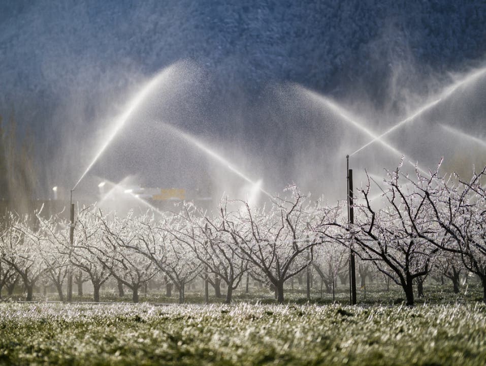 Anfang April während einer kurzen Kälteperiode liefen die Sprinkleranlagen im Wallis auf Hochtouren. (Bild: Keystone/VALENTIN FLAURAUD)