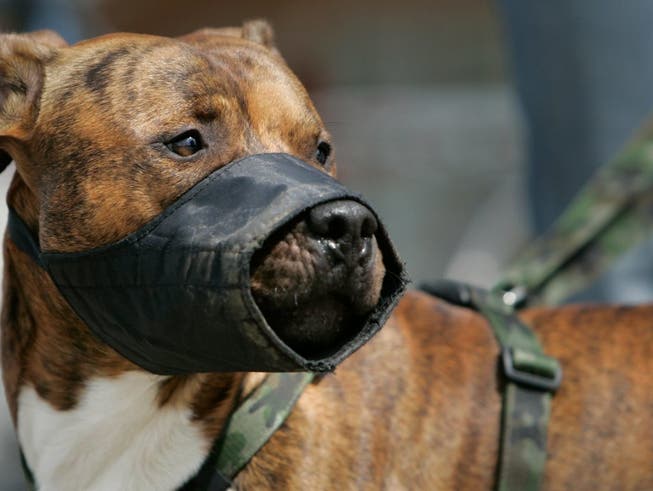 Pitbulls und mit dieser Rasse gekreuzte Hunde sind im Kanton Genf verboten. (Bild: KEYSTONE/ALESSANDRO DELLA BELLA)