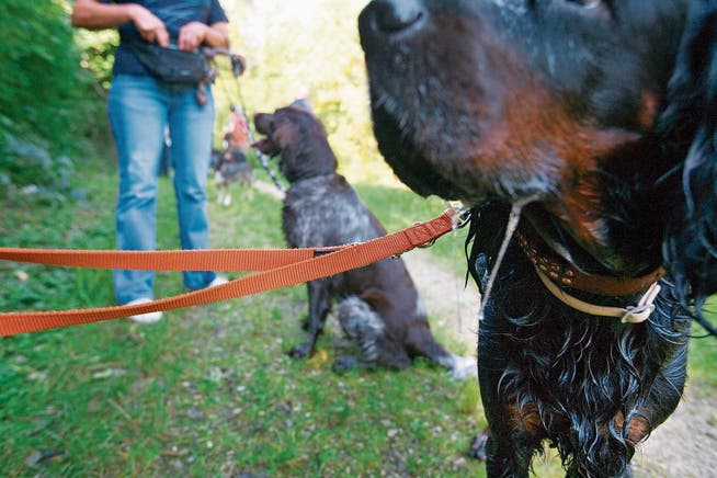 In Parks und Grünanlagen müssen Hunde in Wil an die Leine. Hundehalter kämpfen gegen diese Bestimmung. (Bild: Keystone)