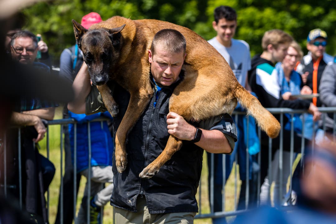 Demonstration mit einem Hund bei der Militärpolizei. (Bild: Philipp Schmidli, Emmen, 25. Mai 2019)