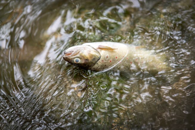 An ausgelaufener Gülle vergiftet: Ein toter Fisch im Mörschwiler Häftlibach. Bild: (Urs Bucher)