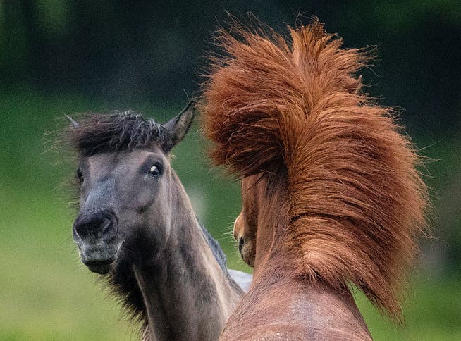 Zwei Pferde in Wehrheim. (Bild: AP Photo/Michael Probst, 17. Mai 2019)