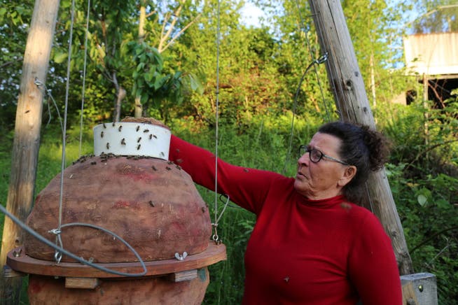 Imkerin Alice Oberli prüft, ob sich in dem Weissenseifener Hängekorb noch Bienen befinden. Der Korb besteht aus Stroh und Lehm. (Bild: Ines Biedenkapp)