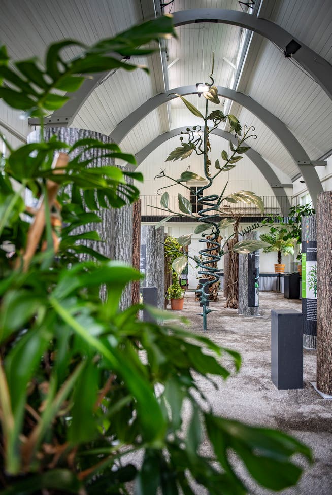 Blick in die Ausstellung über Kletterpflanzen in der Orangiere des Botanischen Gartens in St.Gallen. Die Schau ist jetzt bis 13. Oktober dort zu sehen. (Bild: Urs Bucher - 28. Mai 2019)