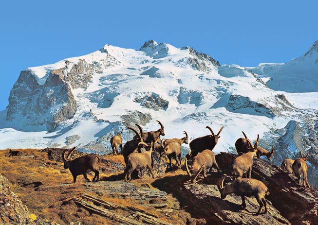 Die Dufourspitze ist der höchste Punkt der Schweiz. (Bild: Photo Klopfenstein)