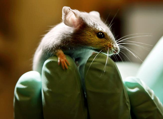 An Mäusen wurde der Parkinson-Mechanismus getestet. (Bild: AP/Robert F. Bukaty)
