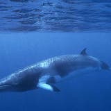 In Island werden dieses Jahr keine Wale gejagt