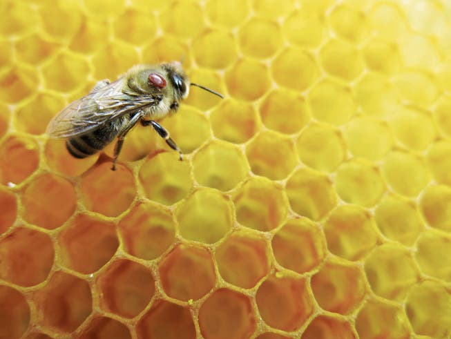 Grund für das Bienensterben: Auf der Biene sitzt eine Varroamilbe. (Bild: Getty)