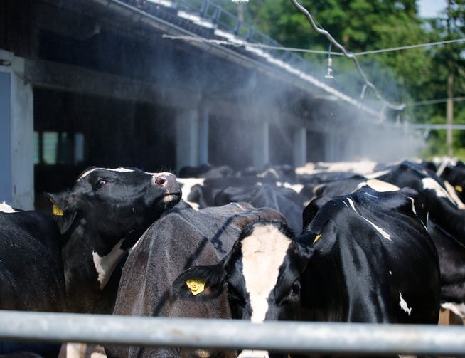 Kühen macht die Hitze zu schaffen. Eine Sprinkleranlage verschafft Abkühlung. (Bild: Stefan Kaiser, Hünenberg, 1. Juli 2019)