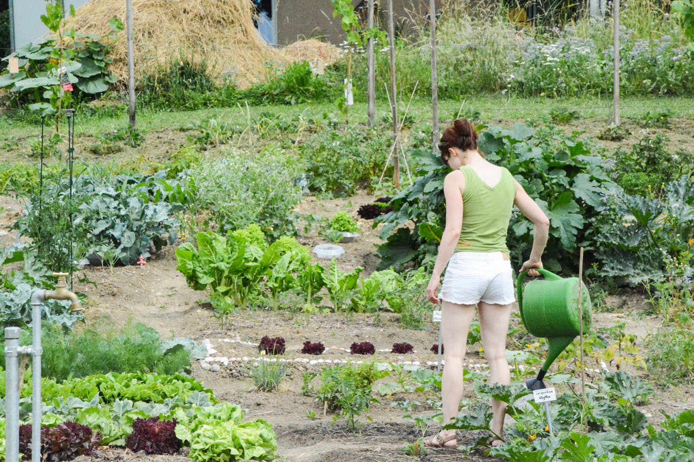 Im Frauenfelder Gemeinschaftsgarten Eine Zucchetti