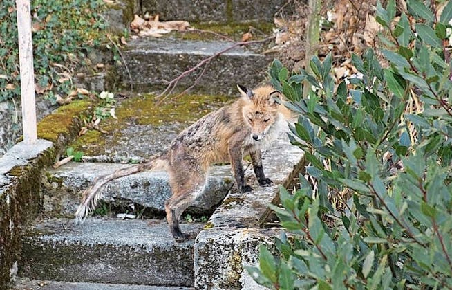 Dieser an Fuchsräude erkrankte Fuchs wurde Mitte März in Luzern gesichtet und fotografiert. (Bild: PD)