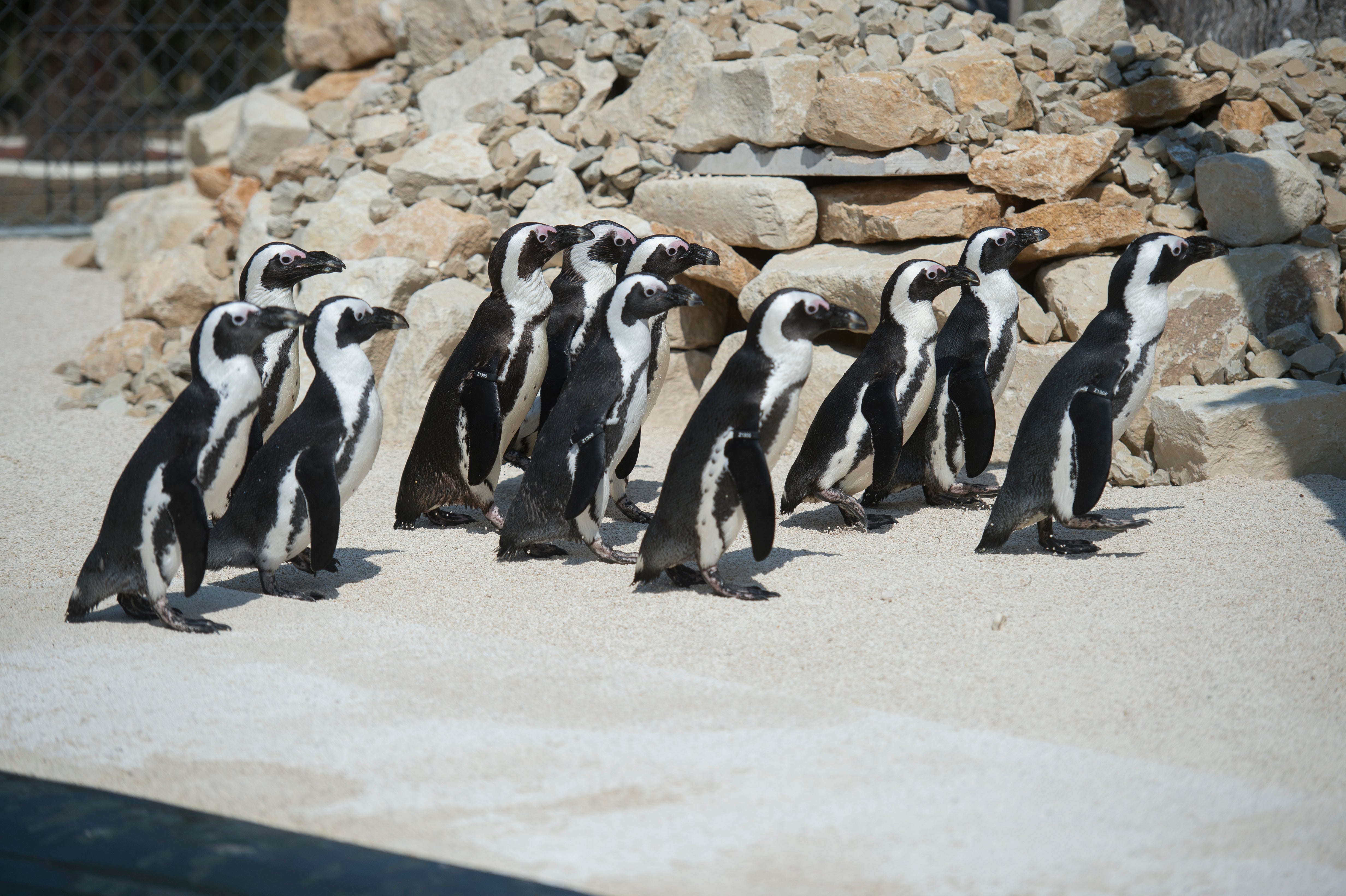 Was ist was Tiere im Zoo Tonies Pinguine 