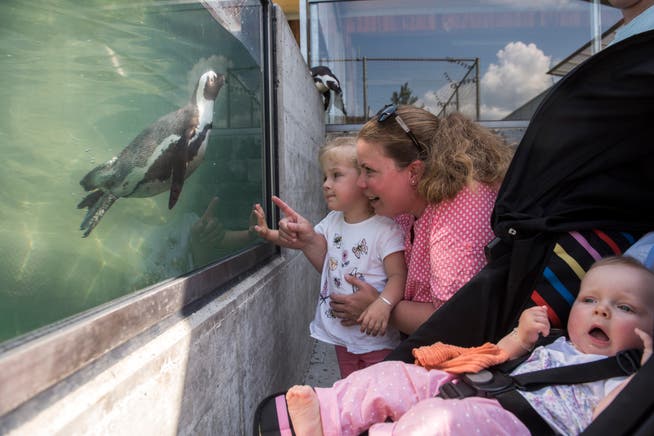 Dank der Glaswand können Zoo-Gäste wie hier Filine, Nadine und Emmea Steffen (von links) die Pinguine beim Tauchen beobachten. (Bild: Dominik Wunderli, Rothenburg, 18. Juli 2019)