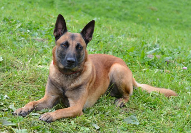 Hat einen guten Riecher: Diensthund Brando. (Bild: Luzerner Polizei)