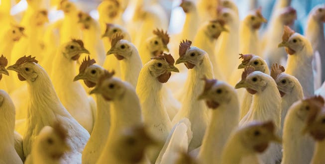 Legehennen in Bodenhaltung im Hühnerstall eines Bauernhofs. Nur wenige Hennen finden nach einer Saison einen neuen Platz zum Weiterleben. Bild: Gaëtan Bally/Keystone