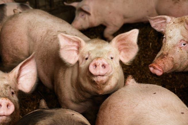 Der Bauer muss seinen Stall mit 220 Schweinen innert drei Monaten stilllegen. (Bild: Getty)
