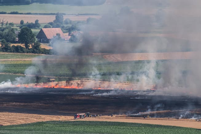 Der Brand vernichtete eine grosse Fläche des Kornfeldes. (Bild: Pius Amrein, Mauensee, 25. Juli 2019).