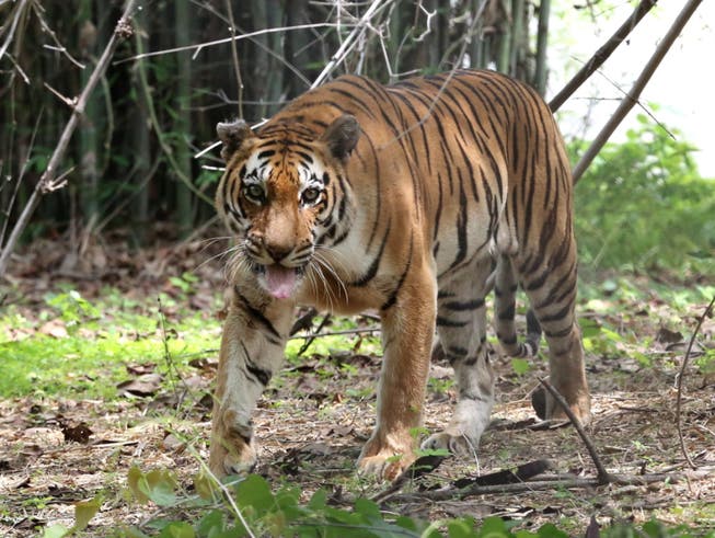 Ein Königstiger im Van Vihar National Park im indischen Bhopal. Die Tigerpopulation Indiens ist auf fast 3000 Tiere gestiegen - ein Erfolg für das Artenschutzprogramm. (Bild: KEYSTONE/EPA/SANJEEV GUPTA)