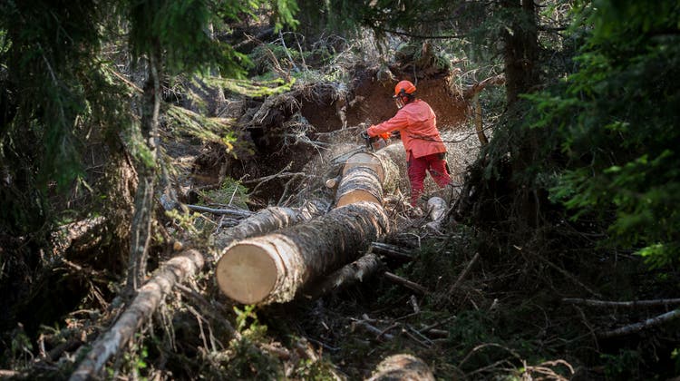 Ein Waldarbeiter zerteilt mit einer Kettensäge einen Baumstamm, der einem Sturm nicht standgehalten hat. (Bild: Gabriele Putzu/Keystone)