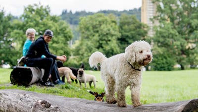 Hier dürfen Vierbeiner leinenlos rumtollen: Die Hundefreilaufzone auf der Allmend. (Bilder: Nadia Schärli, Luzern 13. August 2019)