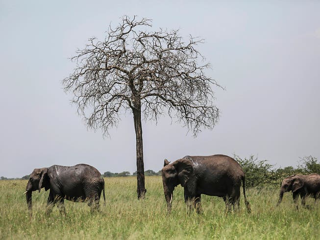 Eine Mehrheit der Delegierten haben sich an der Uno-Artenschutzkonferenz in Genf für eine weitreichendes Verbot des Elefanten-Handels ausgesprochen. Für Umweltschützer ist das ein historischer Sieg. (Bild: KEYSTONE/AP/MOSA'AB ELSHAMY)