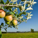 Beste Qualität: Thurgauer Äpfel. (Bild: Donato Caspari, 13. September 2016)