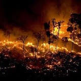 Amazonas: Das Inferno im Regenwald