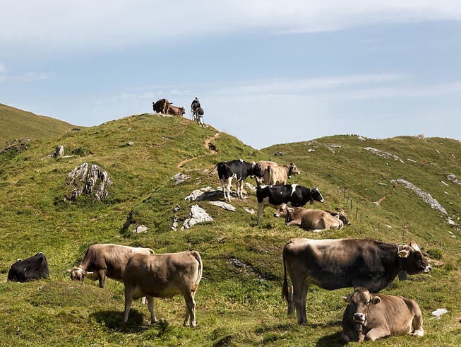 Wanderer müssen sich beim Durchqueren von Alpweiden an bestimmte Regeln halten. Das Oberlandesgericht Innsbruck hat dem Opfer einer Kuh-Attacke eine Mitschuld zugesprochen. (Bild: KEYSTONE/ARNO BALZARINI)