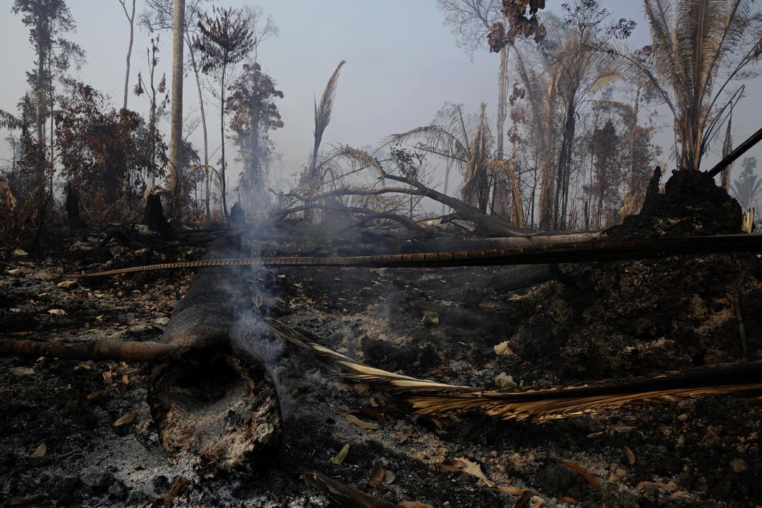 Da es momentan in der Region ungewöhnlich trocken ist, greifen die Brände immer wieder auch auf intakte Waldflächen über. (Bild: Eraldo Peres)