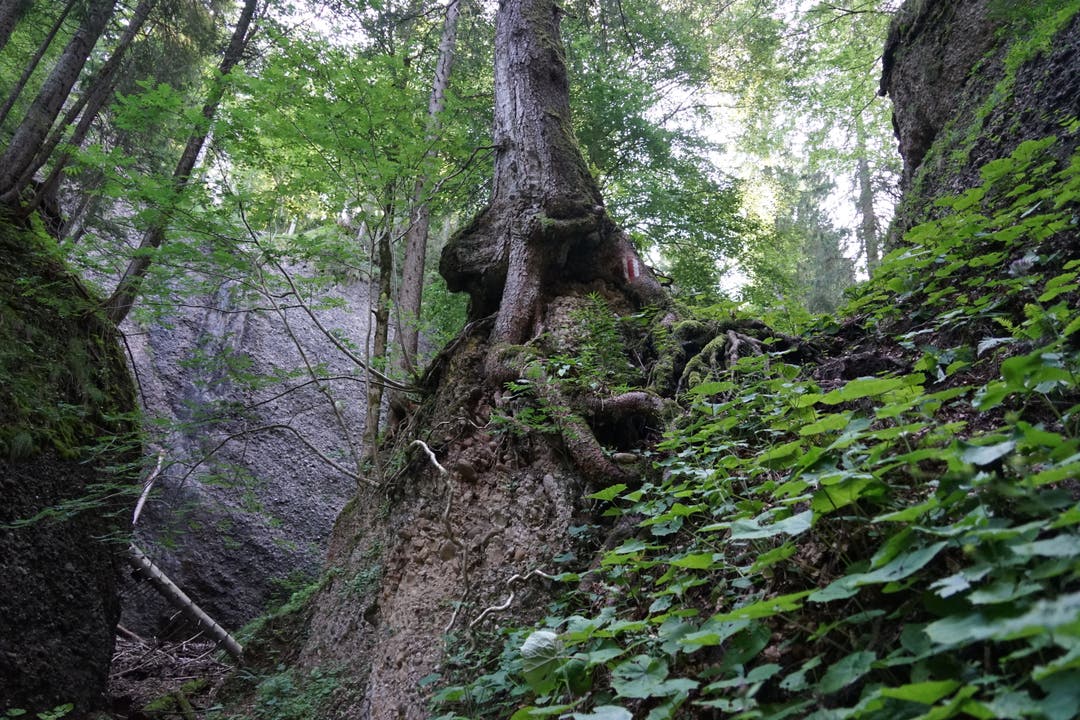 Der Wald ist rau. Die Bäume, deren Wurzeln meterhohe Flanken umschliessen, wirken sonderbar und mystisch.