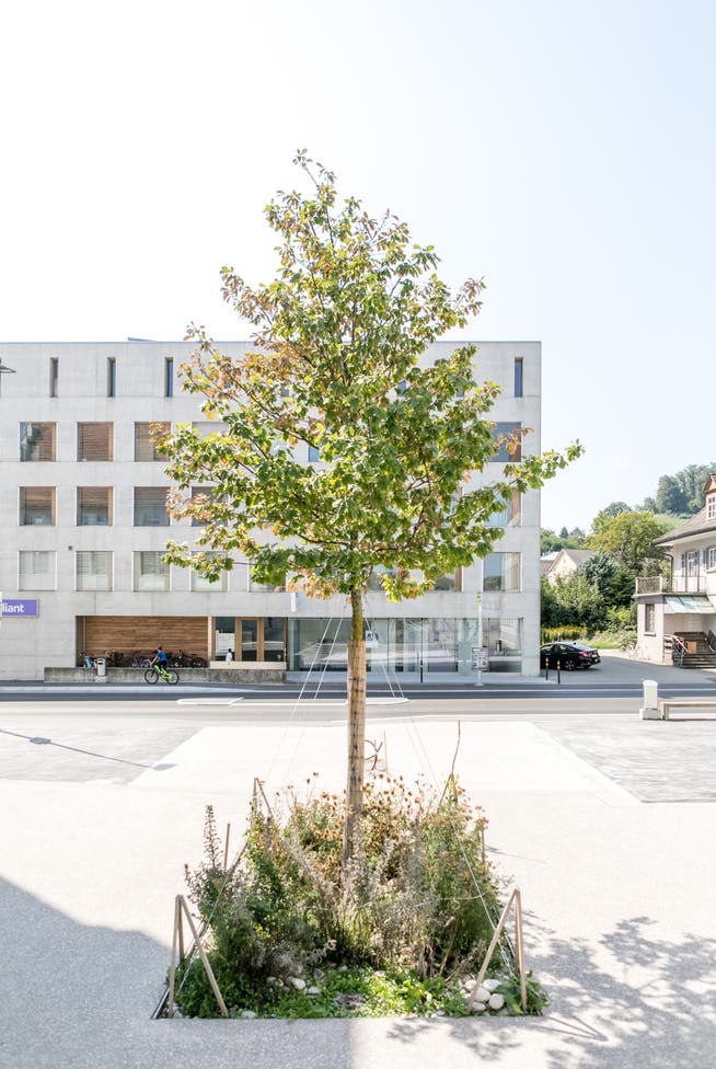 Die Traubeneiche vor dem Gemeindehaus in Suhr wurde im Rahmen der «Aktion Klimaoase» gepflanzt. Das Projekt hat für die Schweiz Pioniercharakter. Bild: Sandra Ardizzone