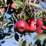 Alle wollen perfekte Äpfel. Aber wer bezahlt mehr für solche, die ohne synthetische Pestizide produziert wurden? (Bild: Donato Caspari)
