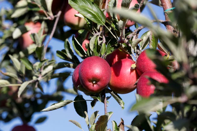 Alle wollen perfekte Äpfel. Aber wer bezahlt mehr für solche, die ohne synthetische Pestizide produziert wurden? (Bild: Donato Caspari)