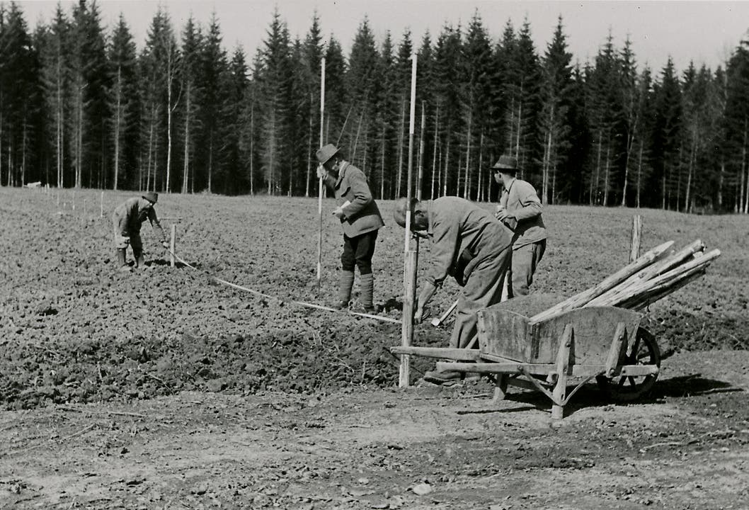 Während des zweiten Weltkriegs musste die Fabrik zeitweise geschlossen werden. Die Viscosuisse organisierte in jener Zeit unter anderem Kartoffelpflanzaktionen wie hier 1943 im Schiltwald, um die Arbeiter zu beschäftigen.