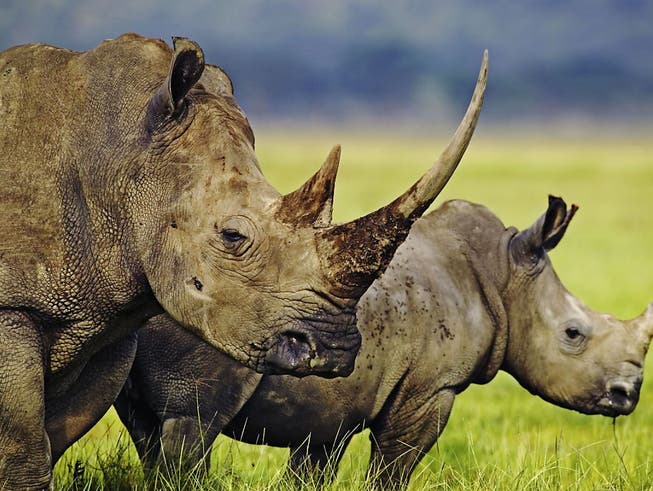 Länder im südlichen Afrika wollen den Artenschutz unter anderem für Nashörner lockern. Dagegen wehren sich Tierschützer. (Bild: KEYSTONE/PHOTOPRESS/WWF INTERNATIONAL/MARTIN HARVEY)
