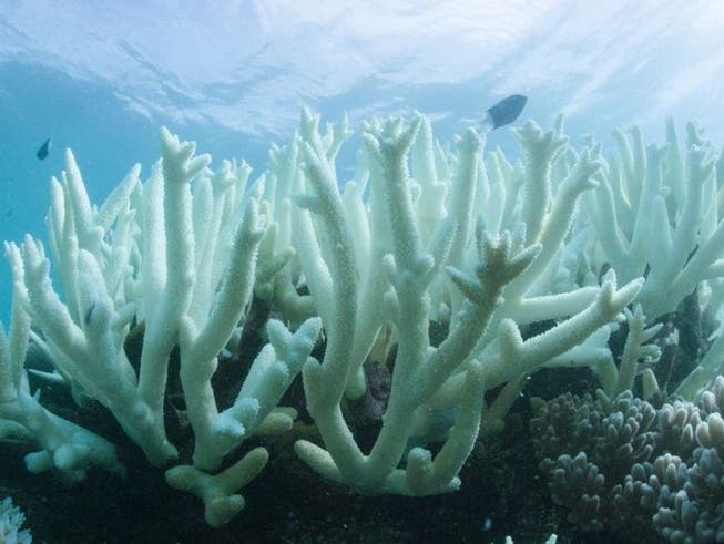 Korallenbleiche letztes Jahr am Great Barrier Reef, ausgelöst durch die Meererwärmung, welche Algen abtötet. Nun haben Forscher entdeckt: Die Erwärmung tötet nicht nur die Algen, sondern die Korallen selbst - und zwar blitzschnell. (Bild: Keystone/EPA AAP/WWF AUSTRALIA/WWF/BIOPIXEL HANDOUT)