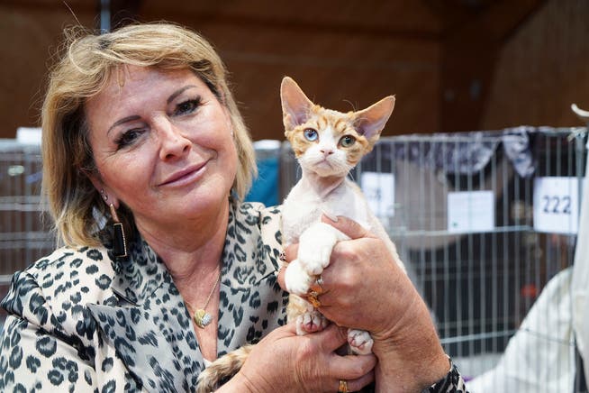 Andréa Petitpierre freut sich über ihre Devon-Rex-Katze «Fairylin Monroe vom Pharao». (Bilder: Maya Heizmann)