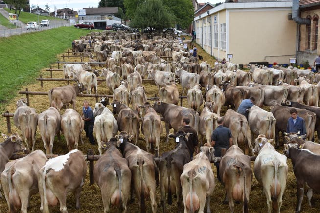 Der Viehschauexperte (braune Jacke) schaut sich die Kühe für die Bewertung ganz genau an. (Bild: Simon Huber)