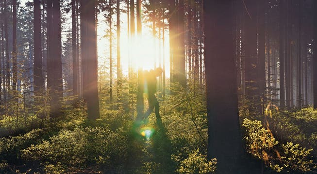 Ein Aufenthalt im Wald tut gut. Er verhilft zu Wohlbefinden und Gesundheit, sagen japanische Forscher. Bild: Getty/Alexander Kirch