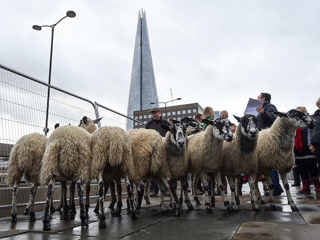 Eine Herde von etwa 30 Schafen ist am Sonntag nach einer uralten Tradition über die London Bridge getrieben worden. (Bild: KEYSTONE/AP PA/KIRSTY O'CONNOR)