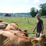 Martin Schuler mit seinen Jersey-Rindern. Im Hintergrund ist die Wiese zu sehen, auf der der neue Stall zu stehen kommen soll. (Bild: Maria Schmid, Drälikon, 11. Juli 2018)