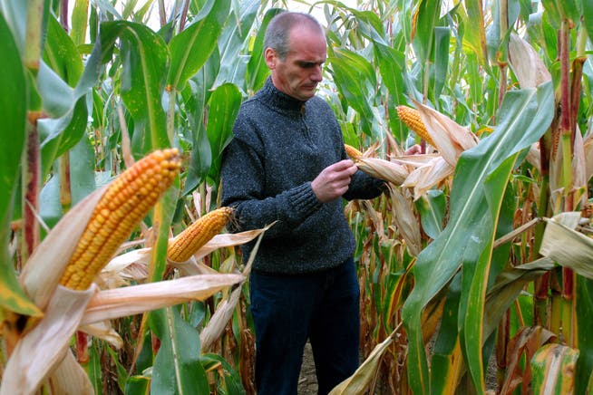 Ein Schweizer Forscherteam hat die Wirkung von neuartigem Gentech-Mais auf die Umwelt untersucht.