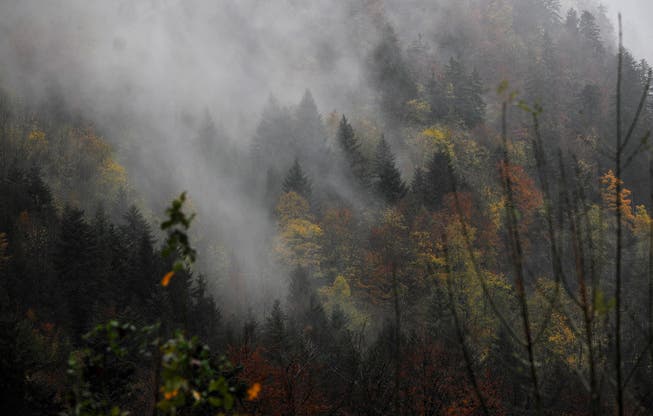 Nebelschwaden lassen den Wald schnell zu einem unwirtlichen, unheimlichen Ort werden.