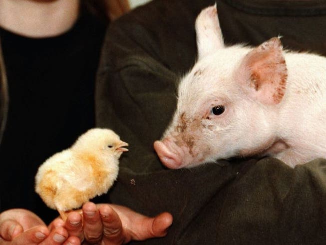 Der Nutztierbestand in der Schweiz hat sich letztes Jahr nicht gross verändert: Es gibt etwas weniger Schweine, dafür mehr Hühner.
