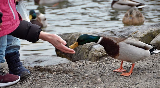 Die Enten am Werdenbergersee sind so zutraulich, dass sie sogar aus der Hand fressen.
