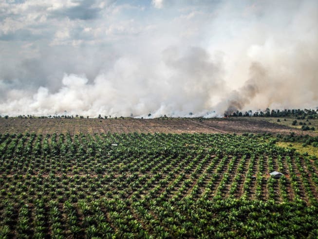 Indonesien ist der grösste Palmöl-Produzent der Welt. Für den Anbau werden Wälder abgebrannt.