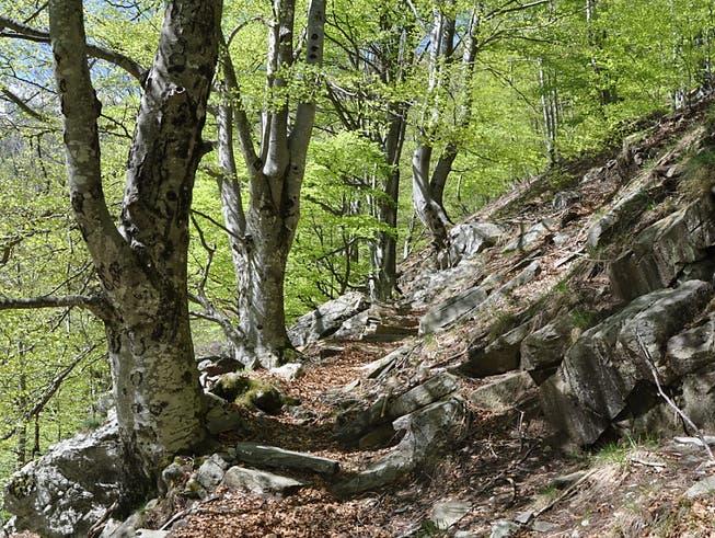 Der Buchenwald der Valli di Lodano, Busai und Soladino soll in die Liste des Unesco-Weltnaturerbe aufgenommen werden.